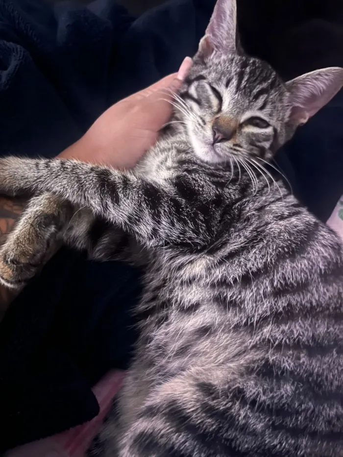 Gato raça SRD-ViraLata idade 2 a 6 meses nome Scar