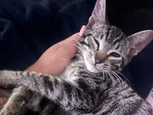 Gato raça SRD-ViraLata idade 2 a 6 meses nome Scar