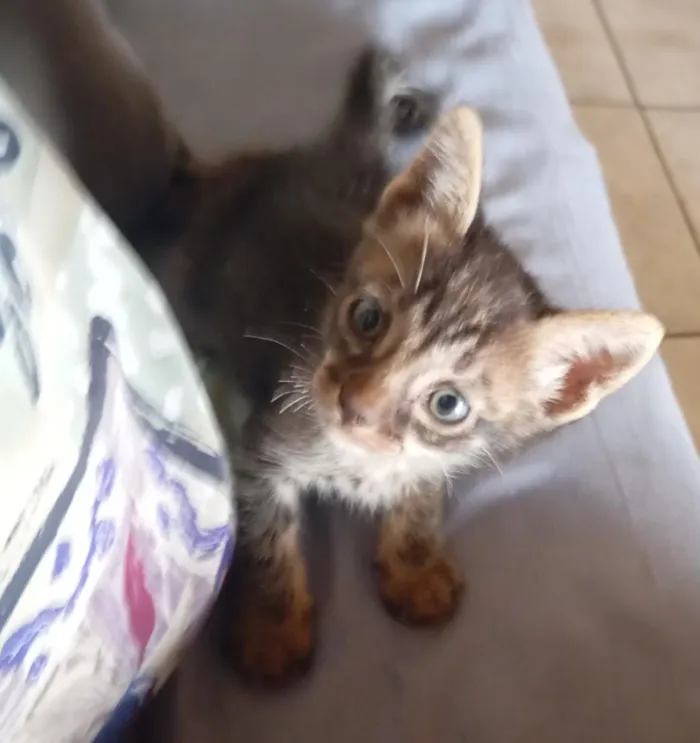 Gato raça SRD-ViraLata idade Abaixo de 2 meses nome Filhote