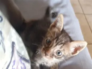 Gato raça SRD-ViraLata idade Abaixo de 2 meses nome Filhote