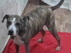 Cachorro raça SRD-ViraLata idade 3 anos nome Raja