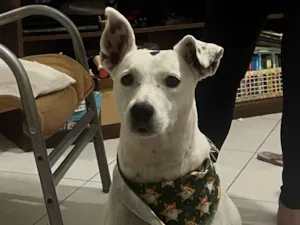 Cachorro raça SRD-ViraLata idade 4 anos nome Belinha