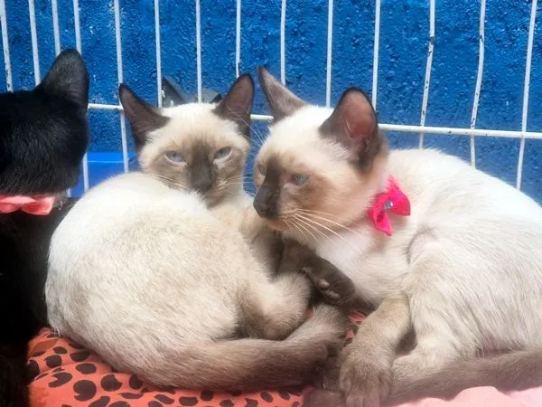 Gato raça SRD-ViraLata idade 2 a 6 meses nome MANA SIAMESA