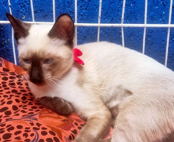 Gato raça SRD-ViraLata idade 2 a 6 meses nome MANA SIAMESA
