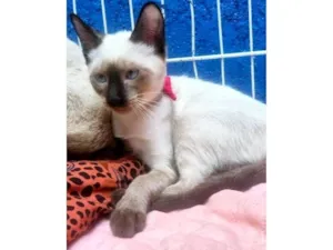 Gato raça SRD-ViraLata idade 2 a 6 meses nome MANA SIAMESA