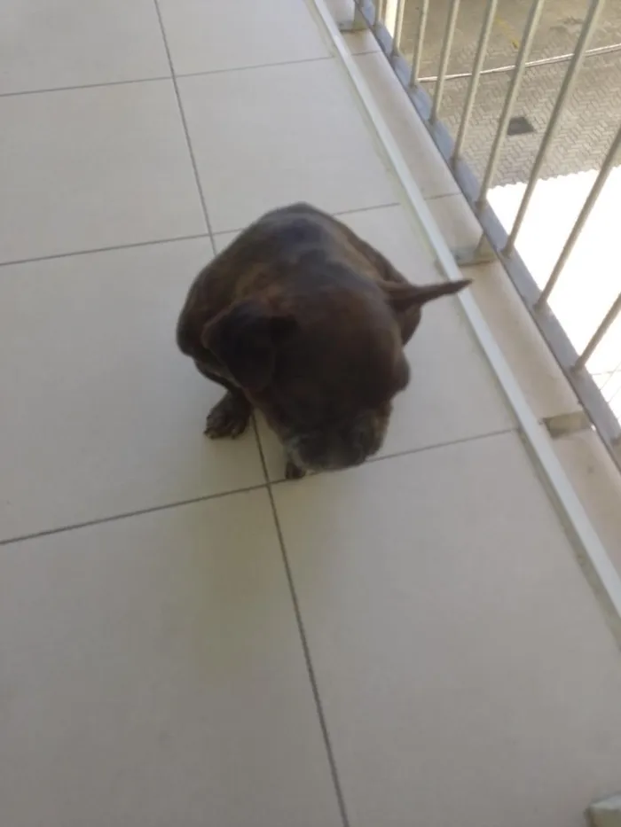 Cachorro raça SRD-ViraLata idade 6 ou mais anos nome Ozzy