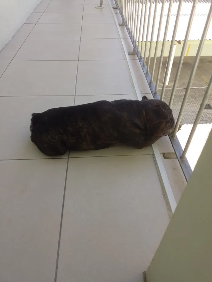 Cachorro raça SRD-ViraLata idade 6 ou mais anos nome Ozzy