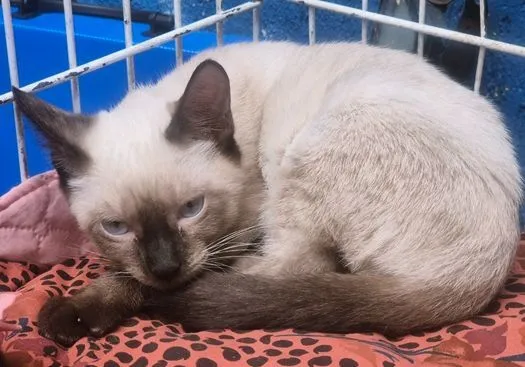 Gato raça SRD-ViraLata idade 2 a 6 meses nome MONA SIAMESA