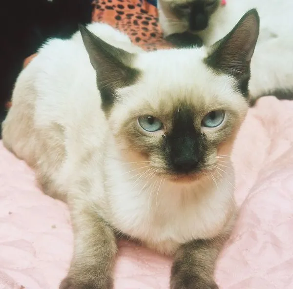 Gato raça SRD-ViraLata idade 2 a 6 meses nome MONA SIAMESA