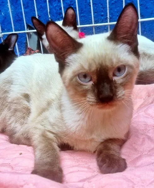 Gato raça SRD-ViraLata idade 2 a 6 meses nome MONA SIAMESA