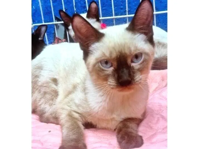 Gato raça SRD-ViraLata idade 2 a 6 meses nome MONA SIAMESA