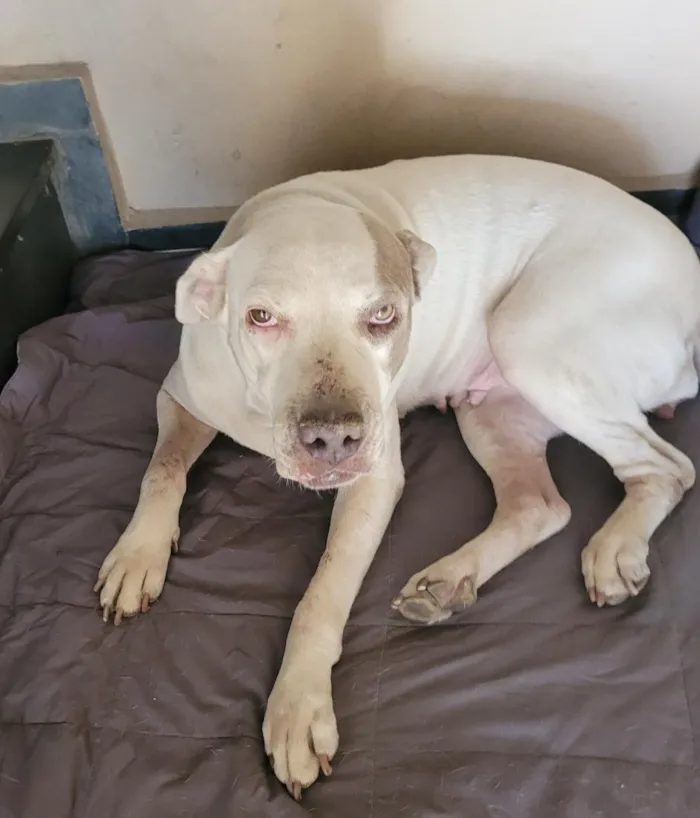 Cachorro raça Pit-Bull idade 4 anos nome Boneca