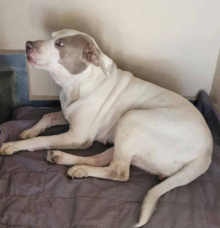 Cachorro raça Pit-Bull idade 4 anos nome Boneca