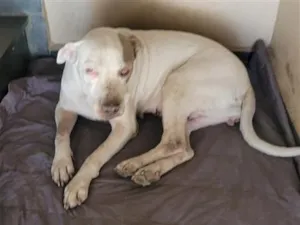 Cachorro raça Pit-Bull idade 4 anos nome Boneca