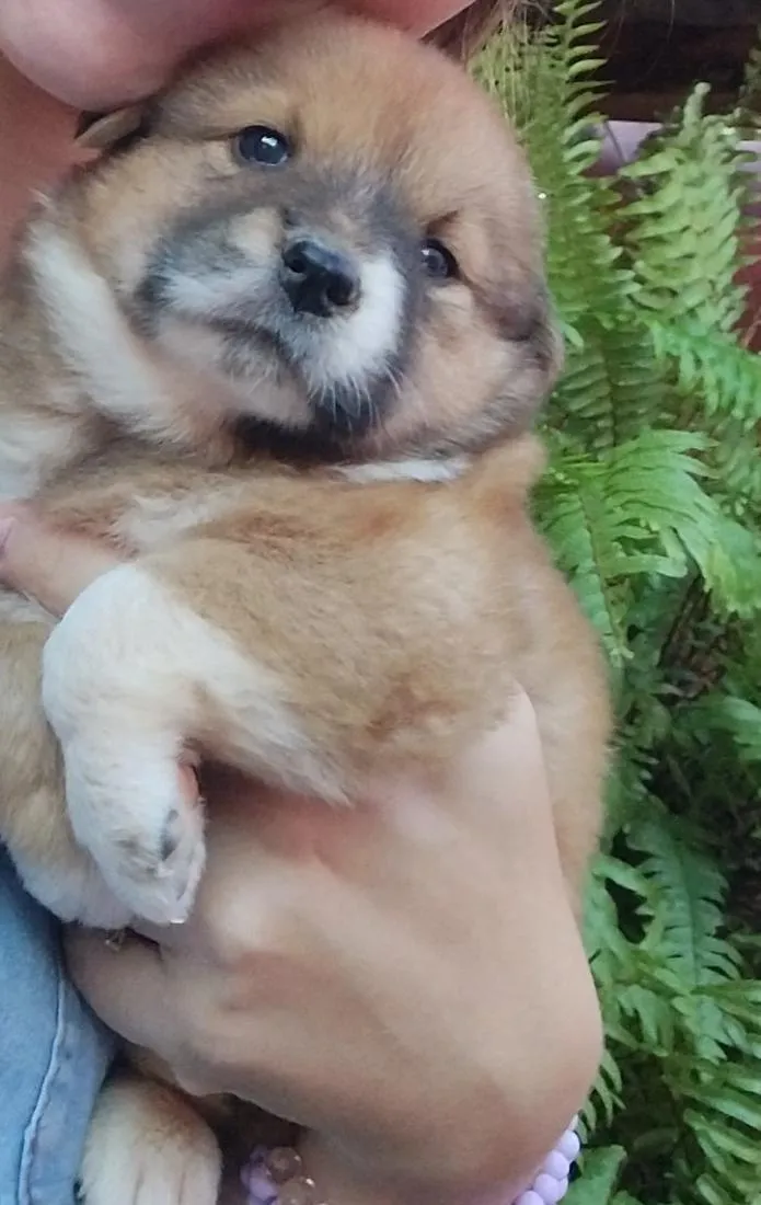 Cachorro raça SRD-ViraLata idade Abaixo de 2 meses nome doação Chow Chow 