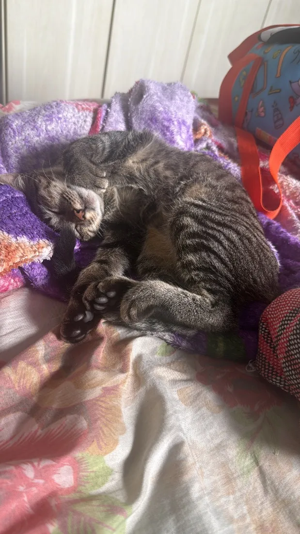 Gato raça SRD-ViraLata idade 7 a 11 meses nome Menina