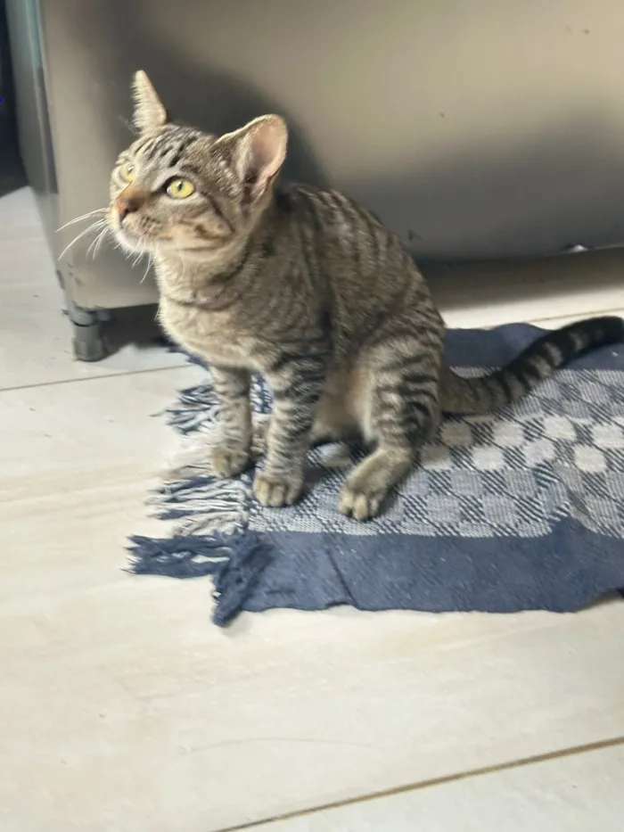 Gato raça SRD-ViraLata idade 7 a 11 meses nome Menina