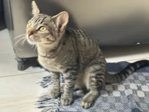 Gato raça SRD-ViraLata idade 7 a 11 meses nome Menina