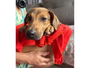 Cachorro raça SRD-ViraLata idade 2 a 6 meses nome Bento 