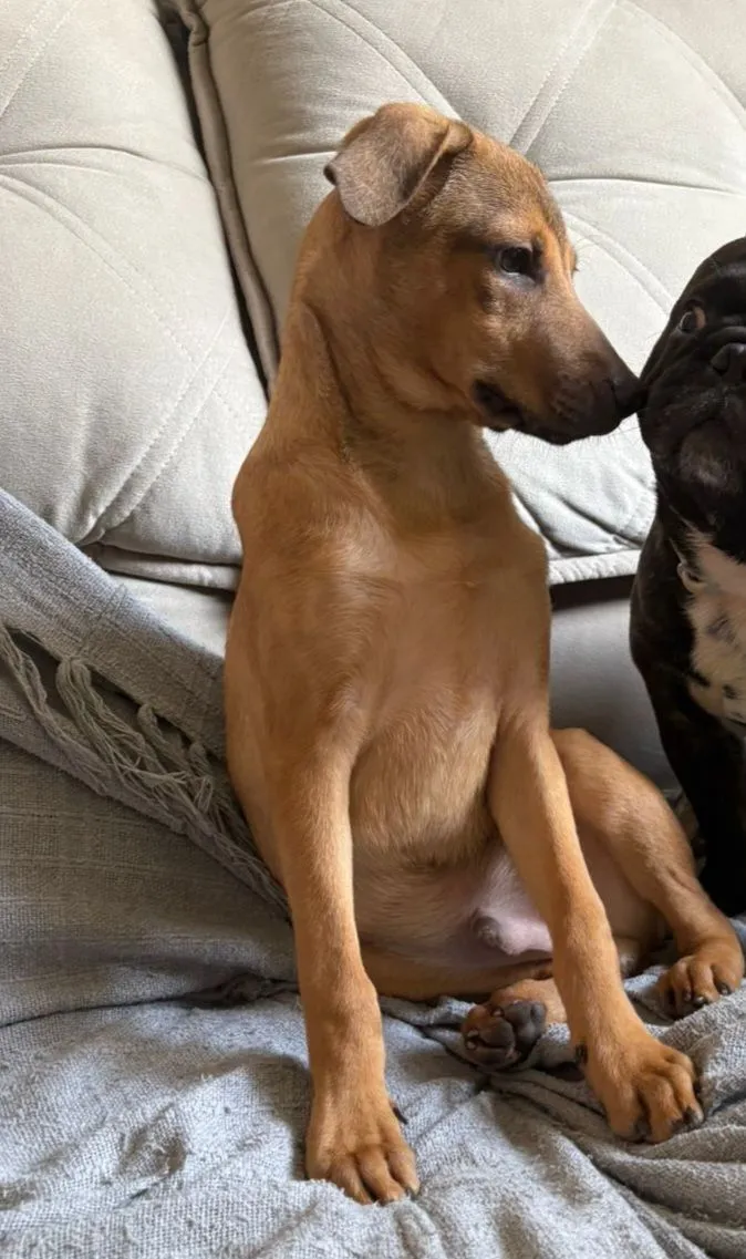 Cachorro raça SRD-ViraLata idade 2 a 6 meses nome Bento 