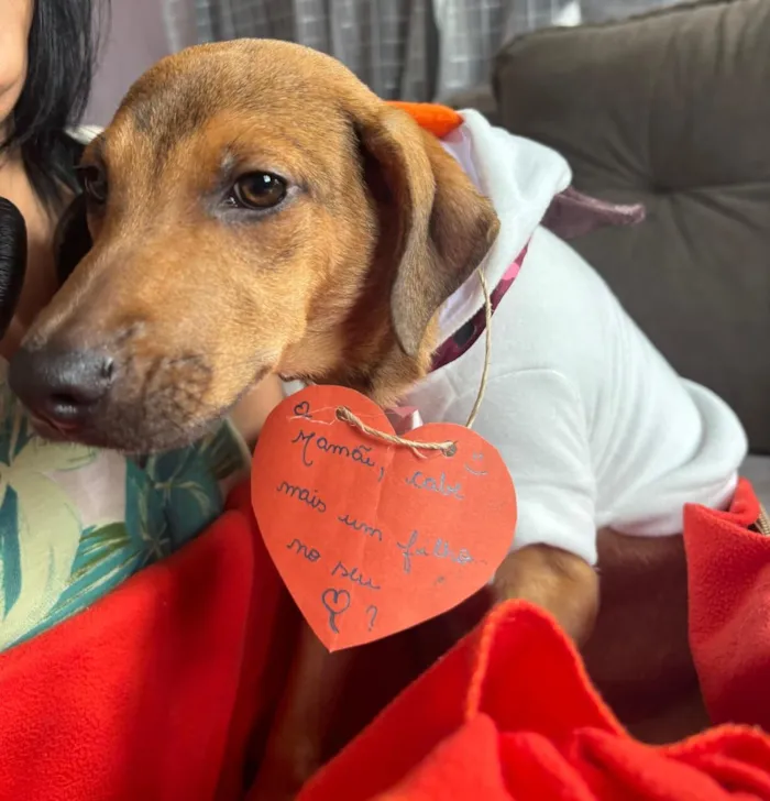 Cachorro raça SRD-ViraLata idade 2 a 6 meses nome Bento 