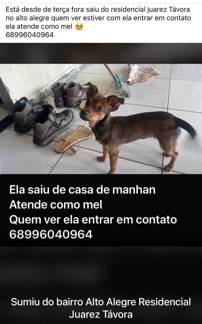 Cachorro raça SRD-ViraLata idade 1 ano nome Mel