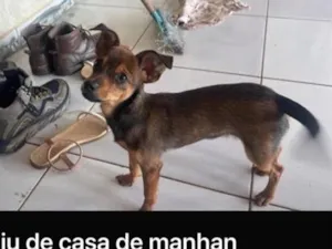 Cachorro raça SRD-ViraLata idade 1 ano nome Mel