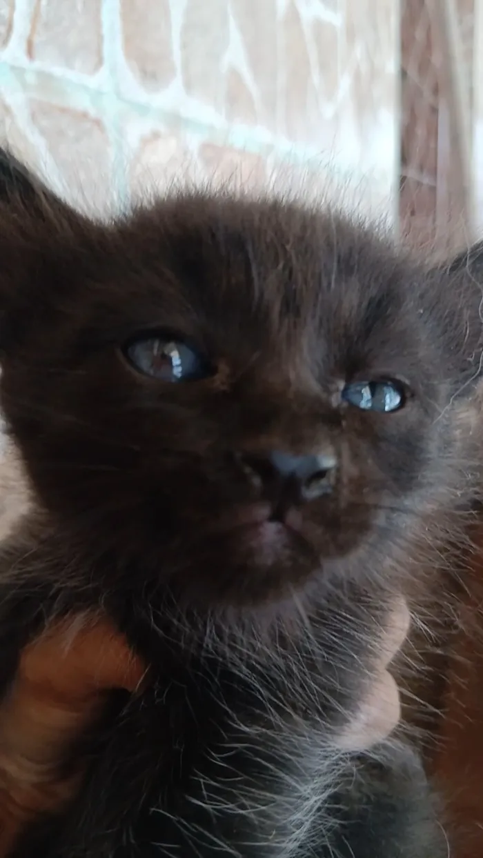 Gato raça SRD-ViraLata idade Abaixo de 2 meses nome moreno 