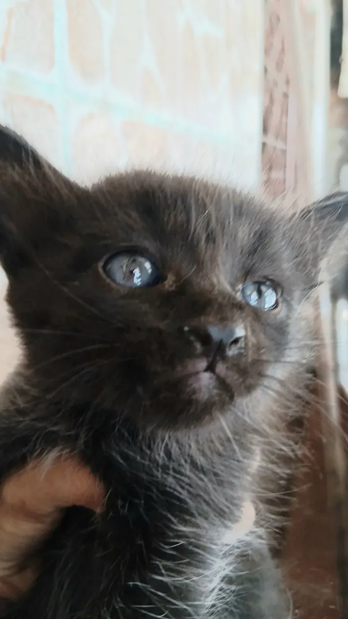 Gato raça SRD-ViraLata idade Abaixo de 2 meses nome moreno 