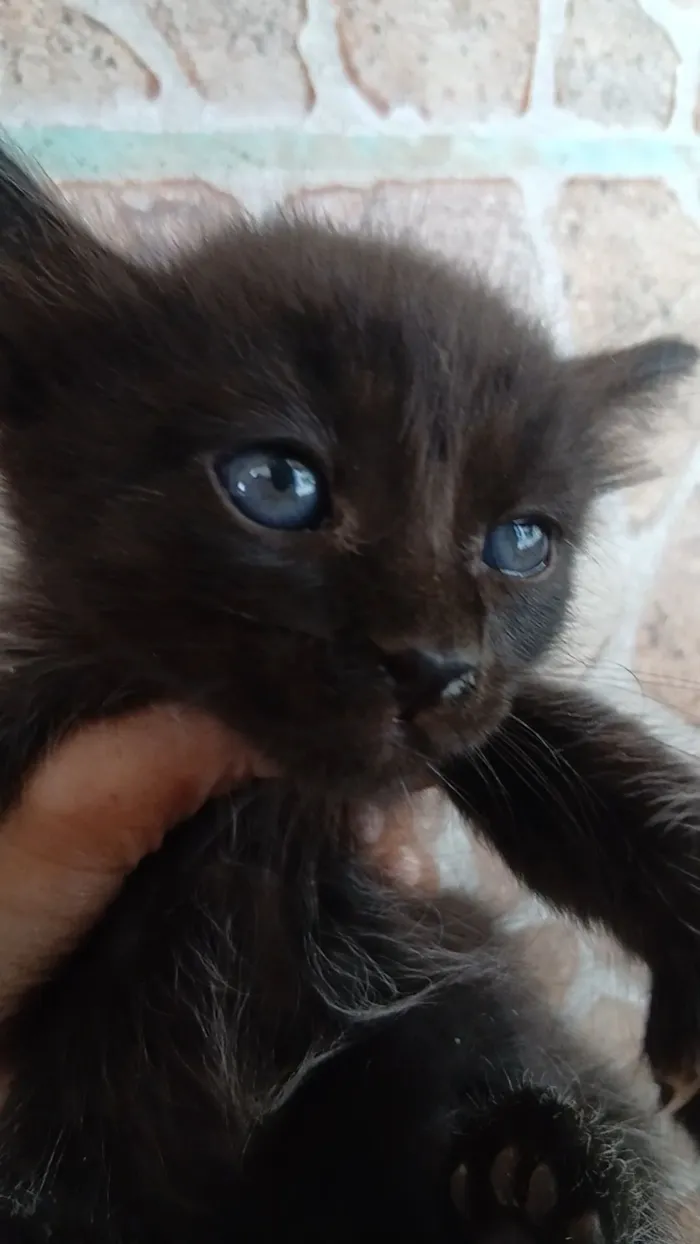 Gato raça SRD-ViraLata idade Abaixo de 2 meses nome moreno 