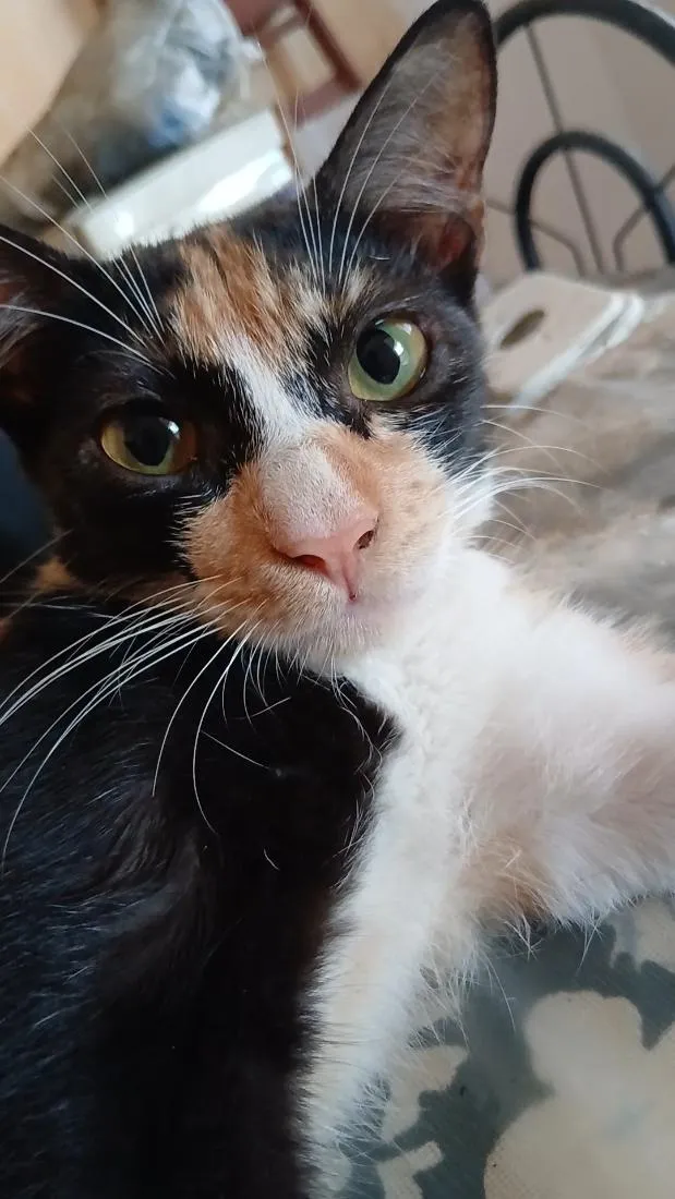 Gato raça SRD-ViraLata idade 2 a 6 meses nome tigrinha