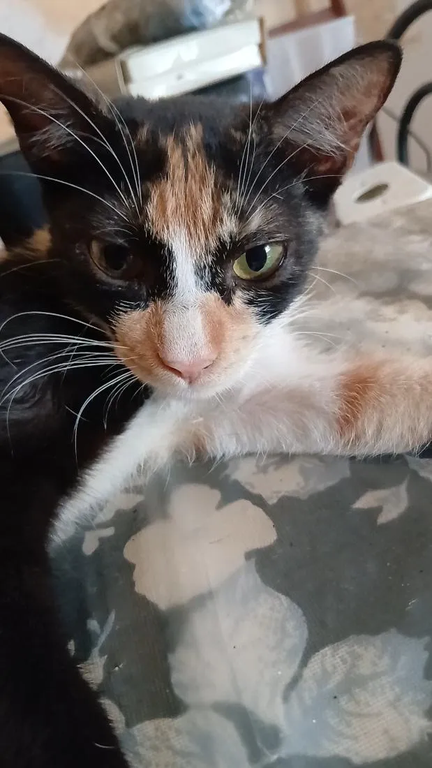 Gato raça SRD-ViraLata idade 2 a 6 meses nome tigrinha