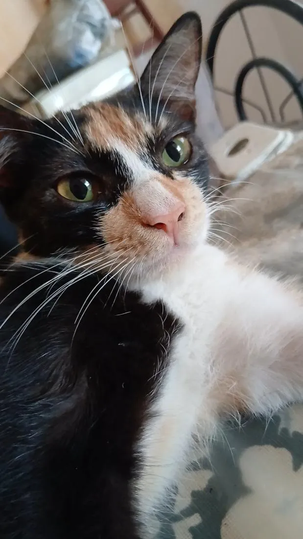 Gato raça SRD-ViraLata idade 2 a 6 meses nome tigrinha