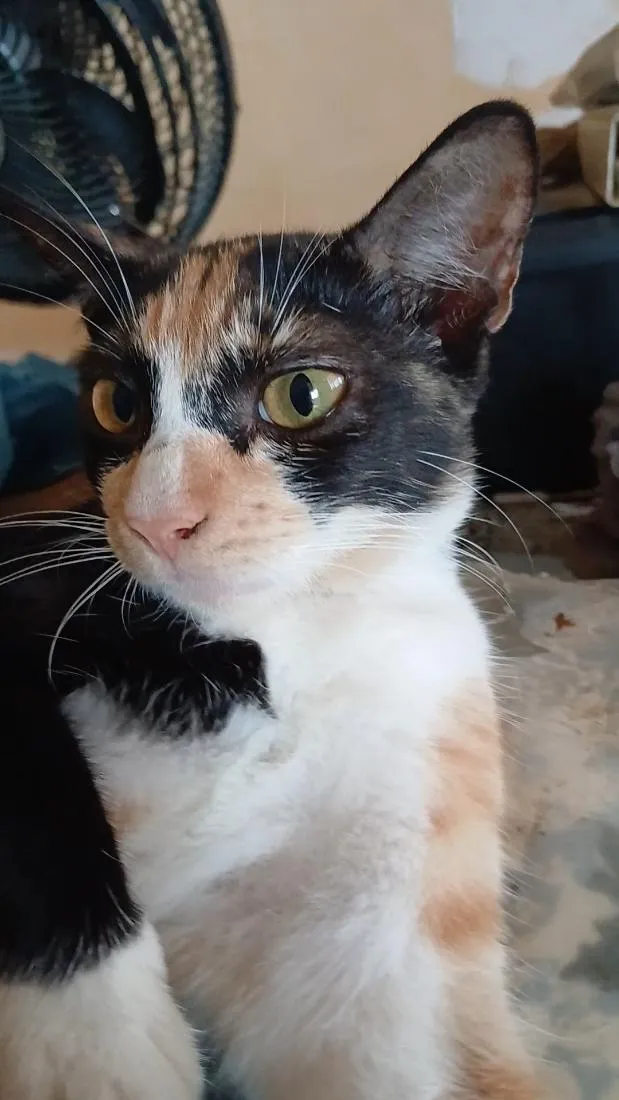 Gato raça SRD-ViraLata idade 2 a 6 meses nome tigrinha