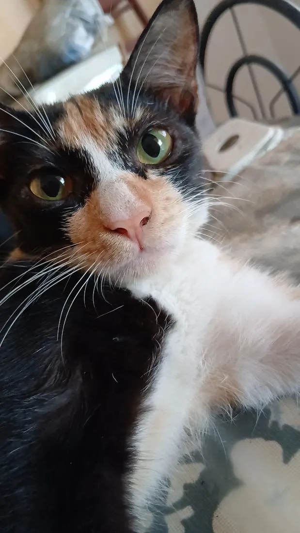 Gato raça SRD-ViraLata idade 2 a 6 meses nome tigrinha