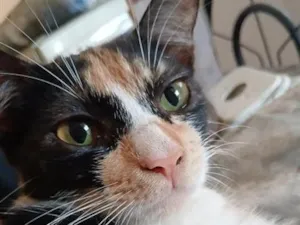 Gato raça SRD-ViraLata idade 2 a 6 meses nome tigrinha