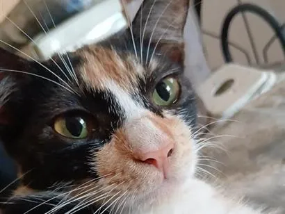 Gato raça SRD-ViraLata idade 2 a 6 meses nome tigrinha