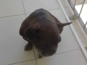 Cachorro raça SRD-ViraLata idade 6 ou mais anos nome Ozzy