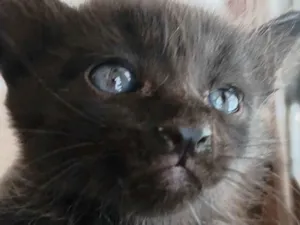 Gato raça SRD-ViraLata idade Abaixo de 2 meses nome moreno 