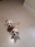 Fifi e Tunga