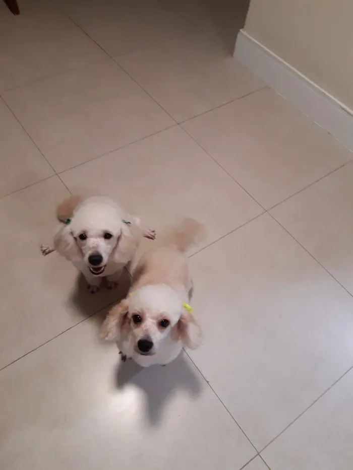 Cachorro raça Poodle idade 6 ou mais anos nome Fifi e Tunga