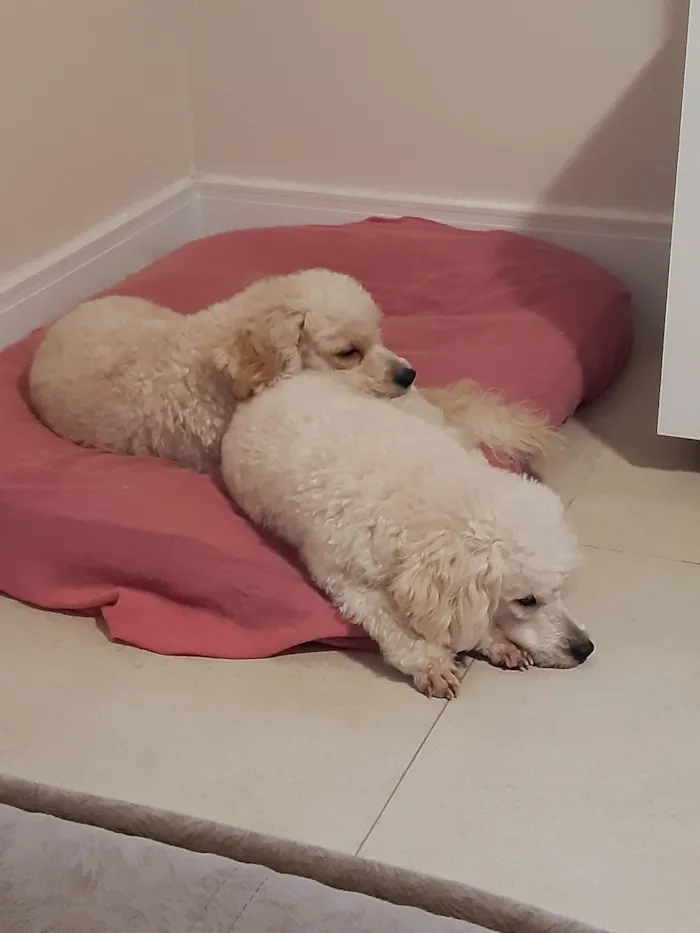 Cachorro raça Poodle idade 6 ou mais anos nome Fifi e Tunga