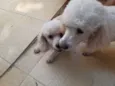 Fifi e Tunga