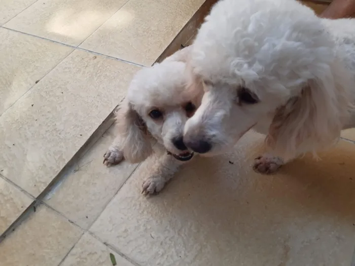 Cachorro raça Poodle idade 6 ou mais anos nome Fifi e Tunga
