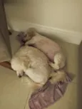 Fifi e Tunga