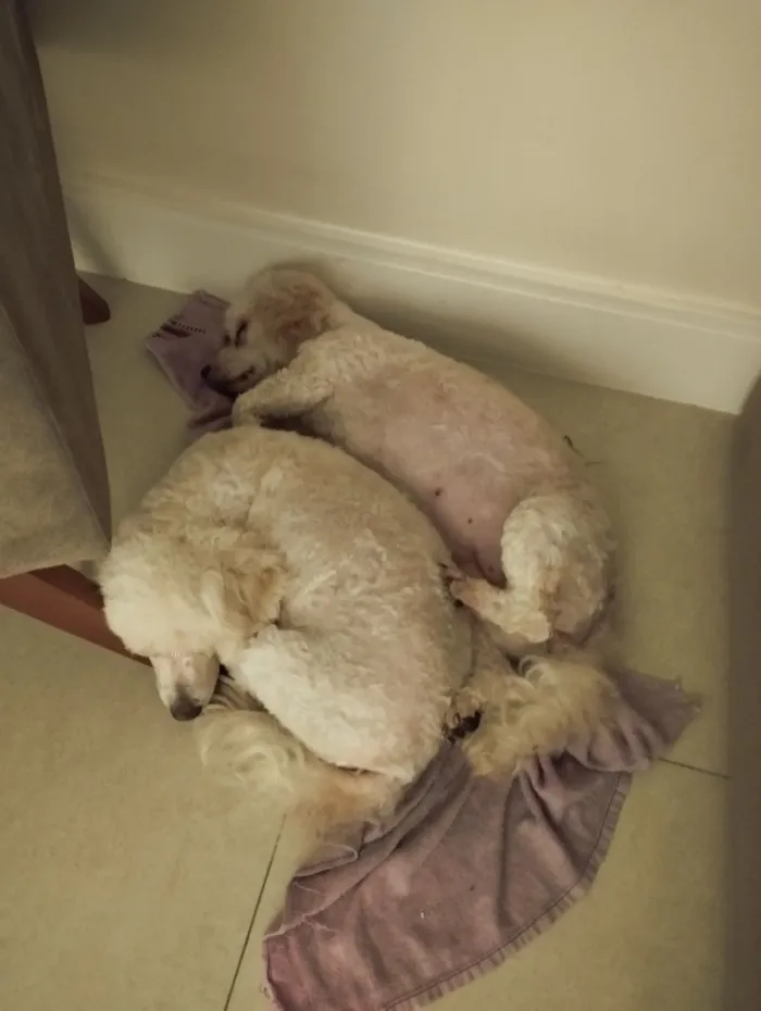 Cachorro raça Poodle idade 6 ou mais anos nome Fifi e Tunga