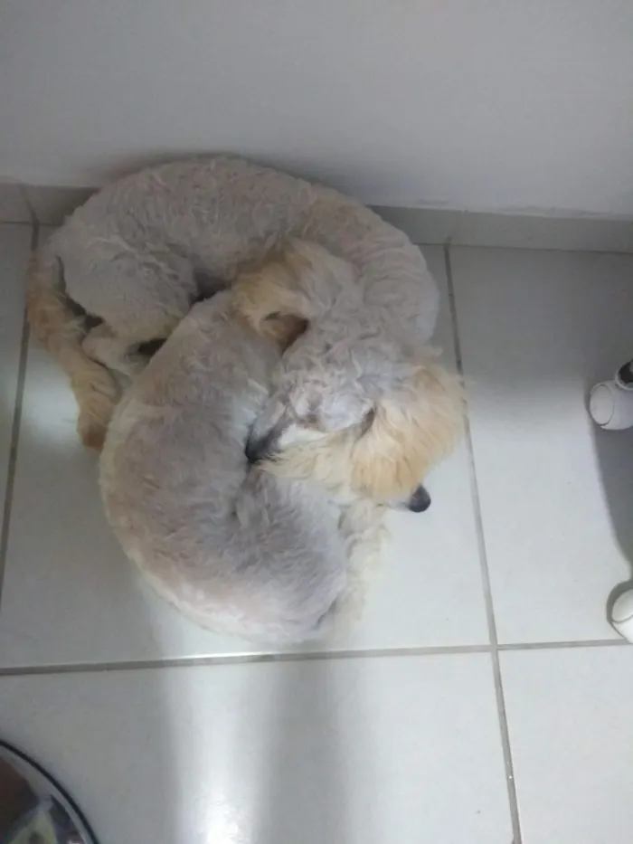 Cachorro raça Poodle idade 6 ou mais anos nome Fifi e Tunga