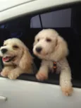 Fifi e Tunga