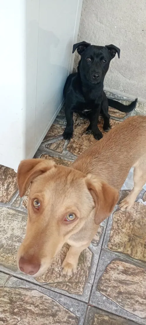 Cachorro raça SRD-ViraLata idade 1 ano nome cebola e maxixe 