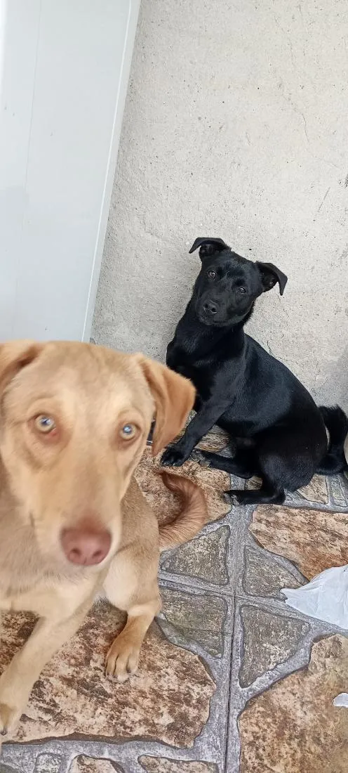 Cachorro raça SRD-ViraLata idade 1 ano nome cebola e maxixe 